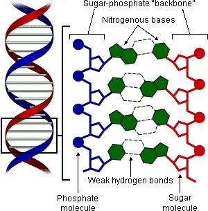 The Proteins Of Dna Are The Adenine And Guanine Bases