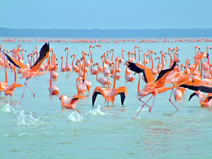 Flamingos in the Nearby Biosphere Reserve