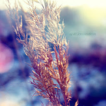 In love with photography~