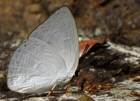 [Unidenbutterflysmall.jpg]