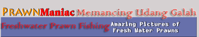 Freshwater Prawn Fishing / Memancing Udang Galah
