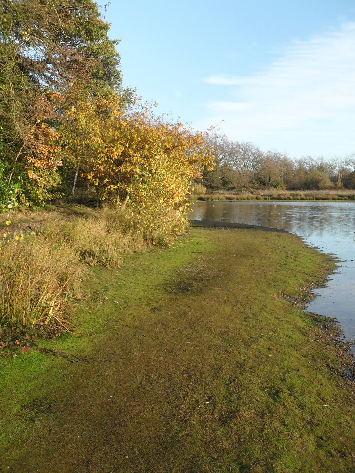 Serendipitous Moments Wanstead Flats