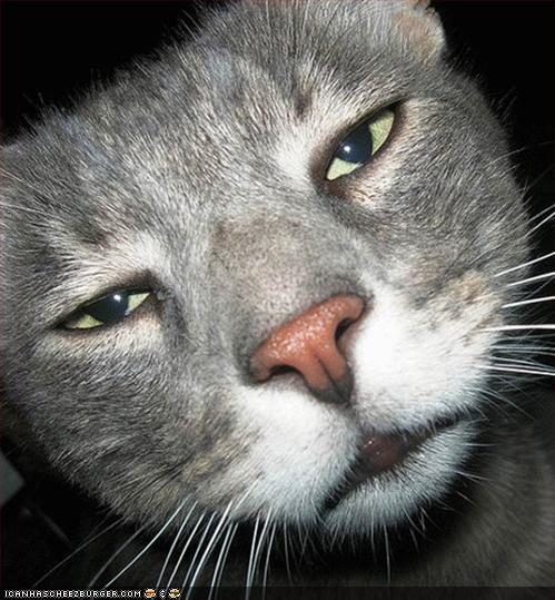 [buzzedcat.jpg]