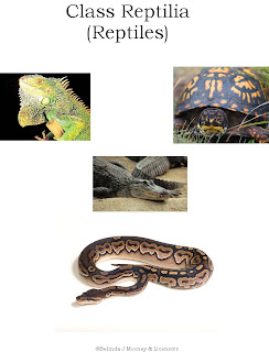 class_reptilia.jpg