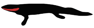 s-metaxygnathus.gif