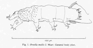 Tardigrada1.gif