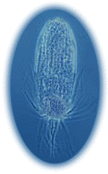 lori2.gif