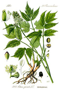 250px-Illustration_Actaea_spicata0_clean.jpg