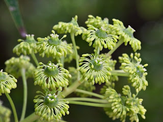 trochodendron_aralioides.jpg