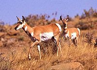 200px-Pronghorn_antelope.jpg