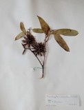 [flor+v2.jpg]
