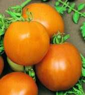 Lycopene Rich Tangerine Tomatoes