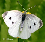 Pieris Rapae