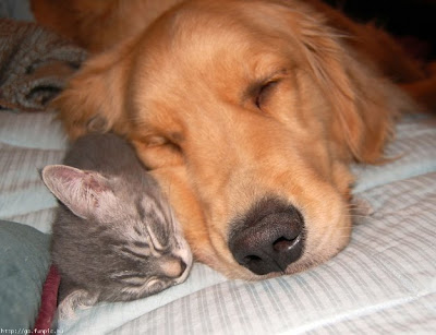 Kitty And Doggy
