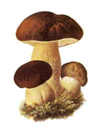 [bOLETUS.jpg]