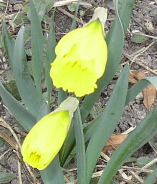[daffodills.JPG]