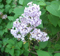 Lilacs