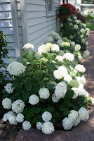 white hydrangea blooms