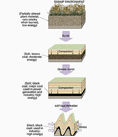 Swamps Form Coal