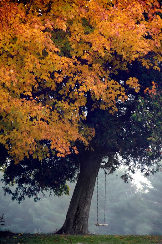 [TreeSwing2.jpg]