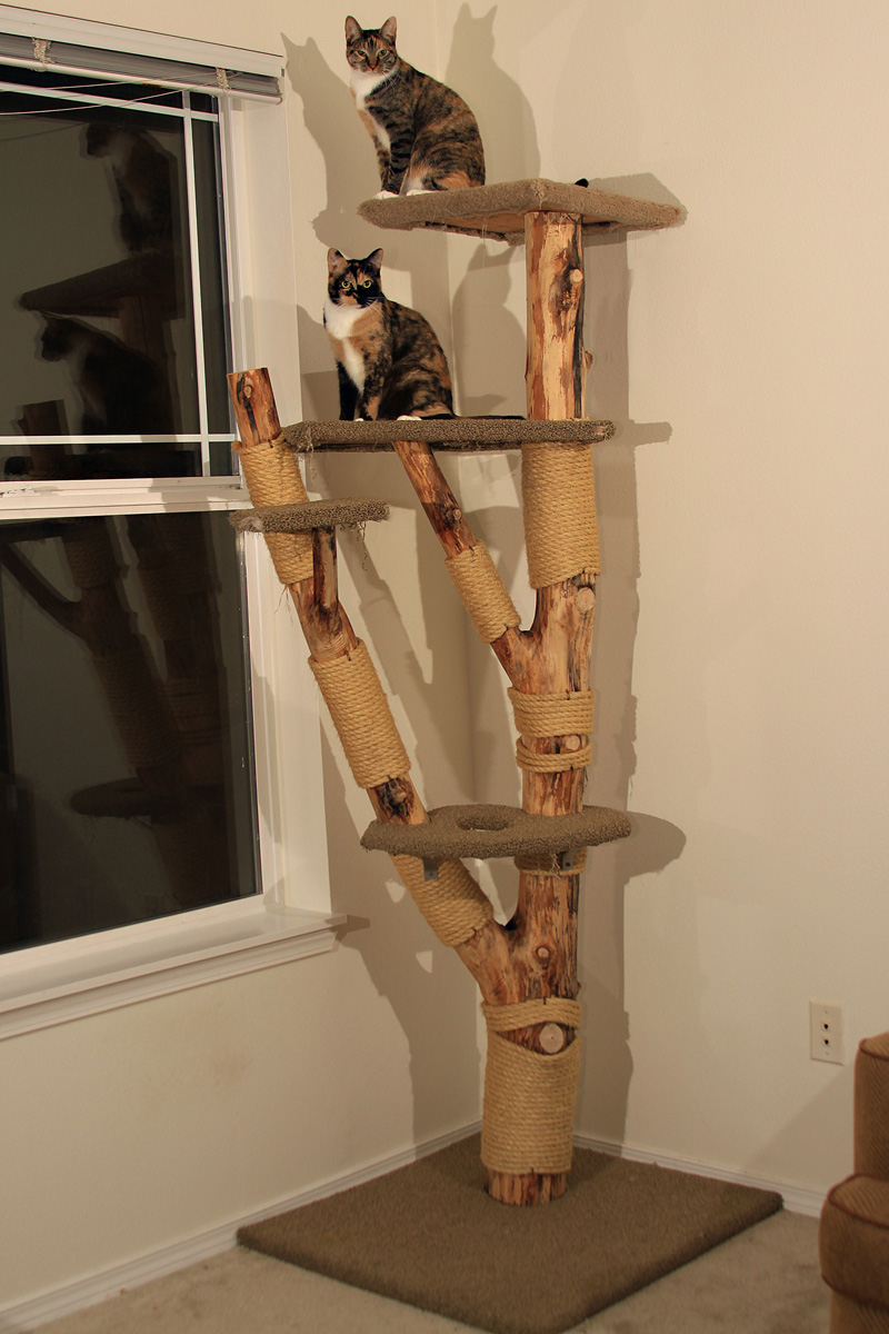 Cat Climbers Cat Climbers!!!!!