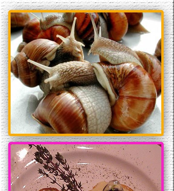 ANIMAZING wildlife: Keong "ESCARGOT" Racun (Bekicot)