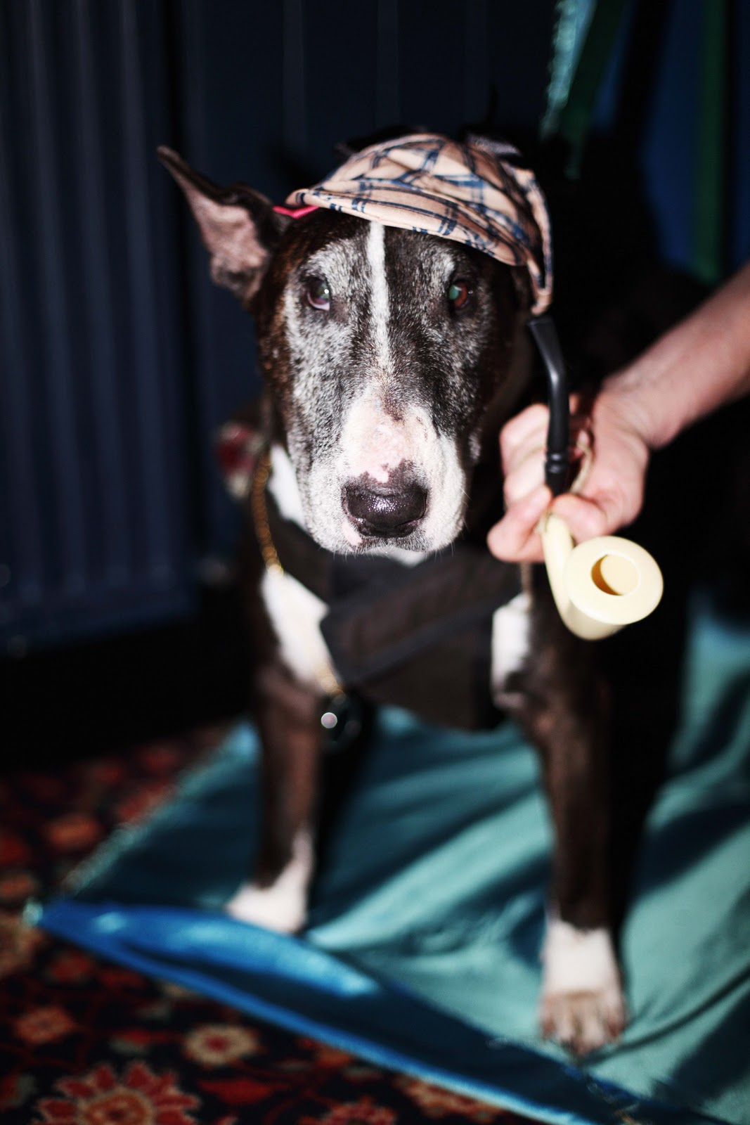 Rebecca Thomas Dog Fancy Dress Party