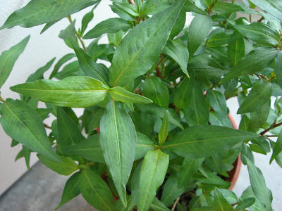 laksa plant. that these two plants are