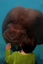 Walrus & His New Friend