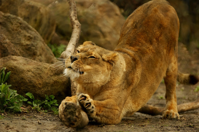 Lioness Stretching & Sharpening her Claws