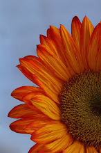 Orange Sunflower -Blue Background