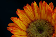 Orange Sunflower-Black Background