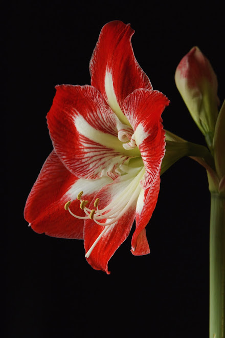 Amaryllis Minerva