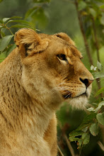 Lioness Head staring to the right