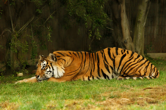 Napping Tiger