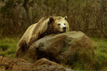 Napping Bear