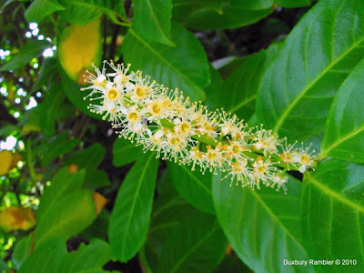 Cherry Laurel - Prunus