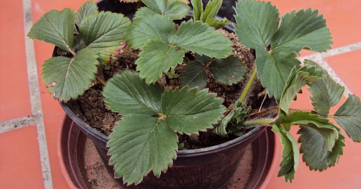 Huerto ecológico en la terraza o balcón de casa: Fresas