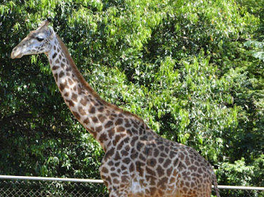 Passeio Zoo Americana