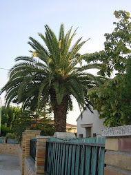 Palmera