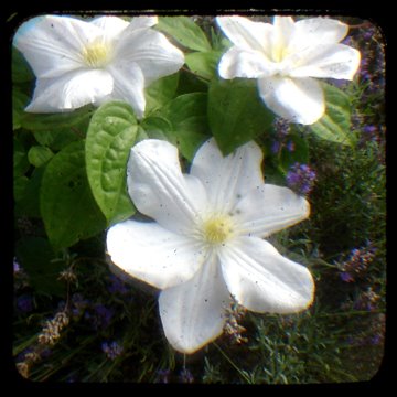 Clematis