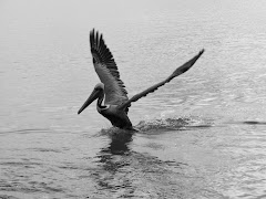 Pelicans..My passion.