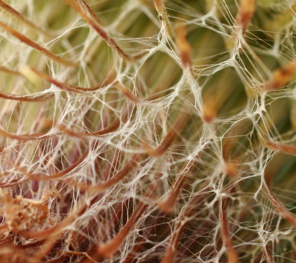 [flor.jpg]