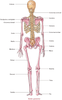 rompecabezas del esqueleto humano