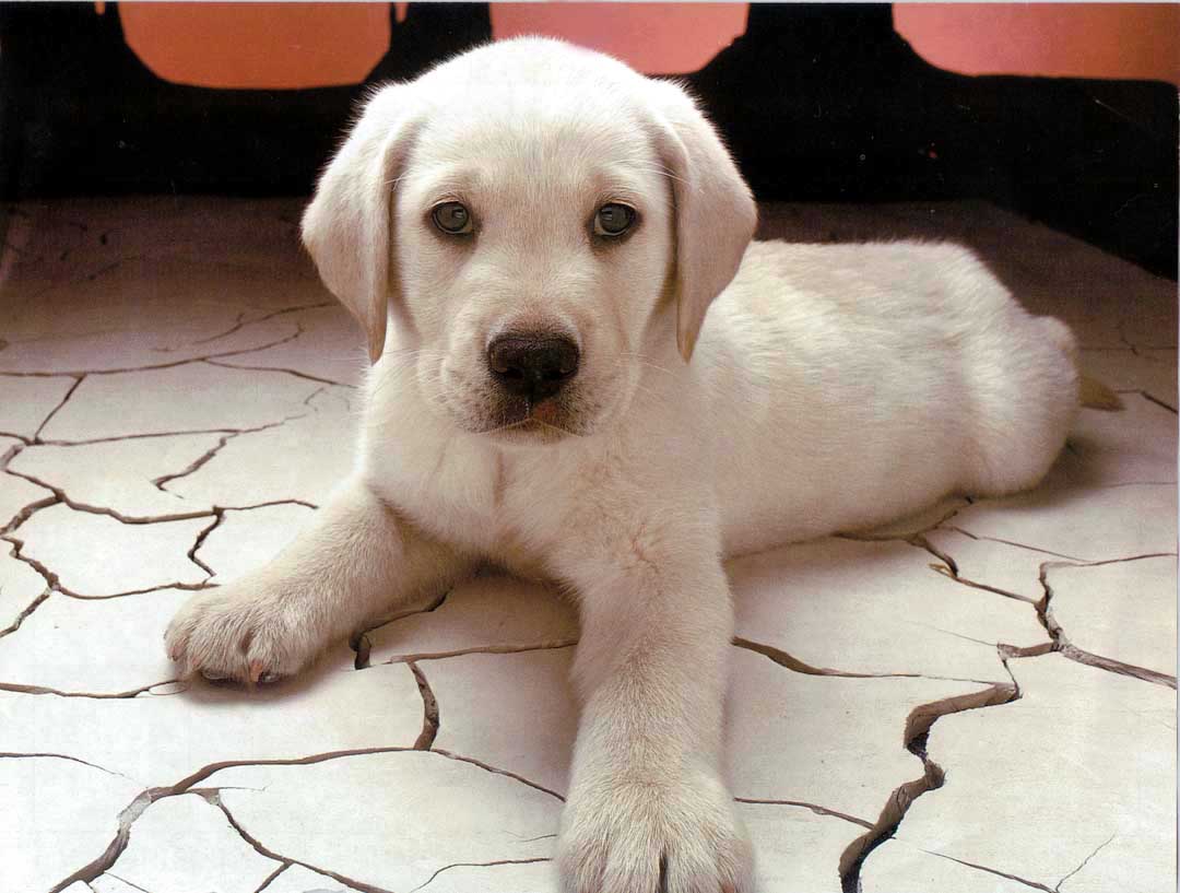 [dog.htm]