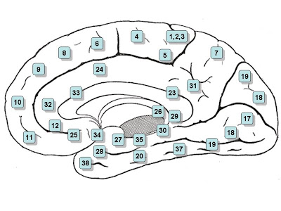 Brain Numbers
