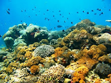 Nusa Penida's Coral Reef