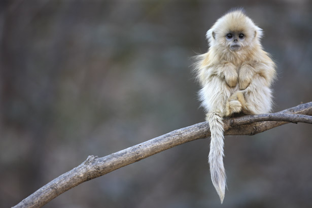 golden-snub-nosed-monkey-615.jpg