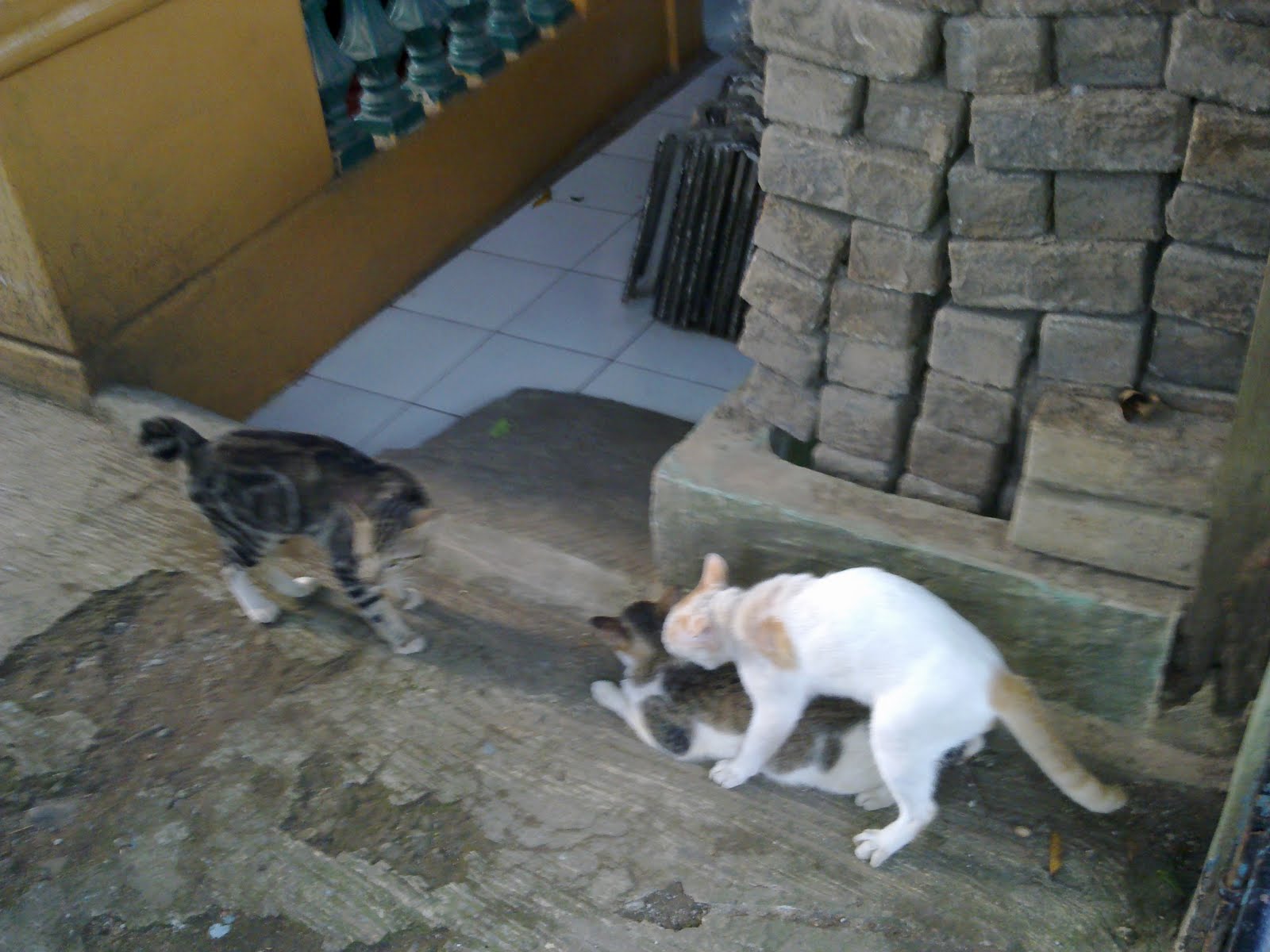 The Brekele's: Kelakuan Si Kucing Garong