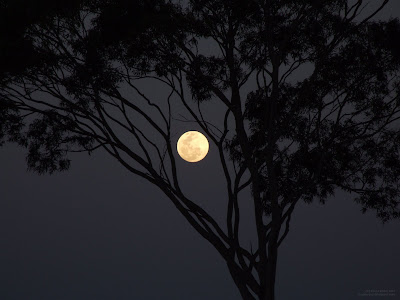 القمر بأجمل الصور . .~ Moon+shining+through+tree+branches